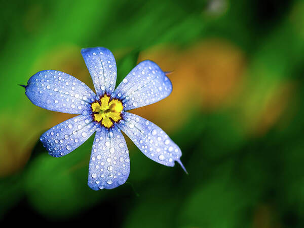 Flower Poster featuring the photograph Blue Eyed Grass Flower covered in Droplets by Brad Boland