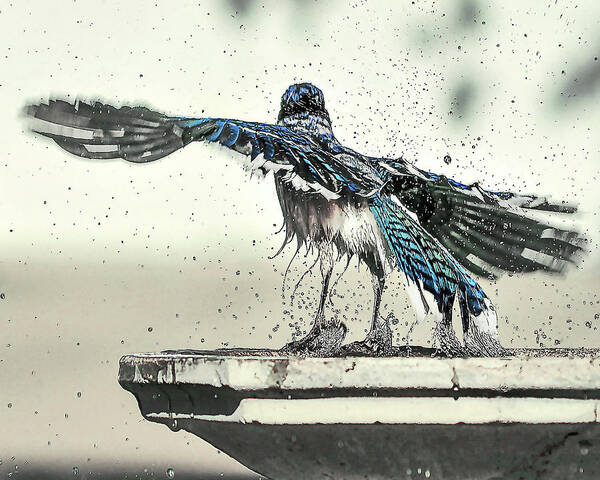 Nature Poster featuring the photograph Blue Jay Bath Time by Scott Cordell