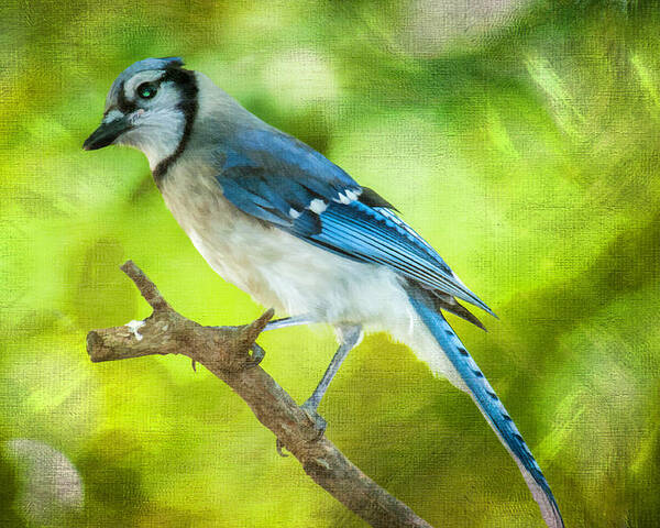 Bird Poster featuring the photograph Blue Jay by Cathy Kovarik