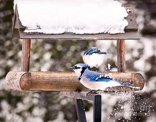 Blue Jays Poster featuring the photograph Blue Jays in Winter by Gwen Gibson