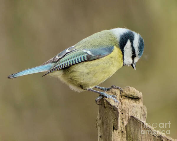 Bird Poster featuring the photograph Blue Tit 2 by Baggieoldboy
