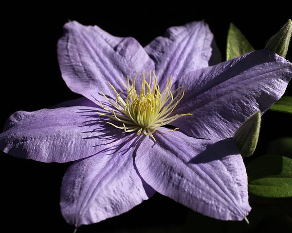 Abundant Poster featuring the photograph Bonanza Clematis by Tammy Pool