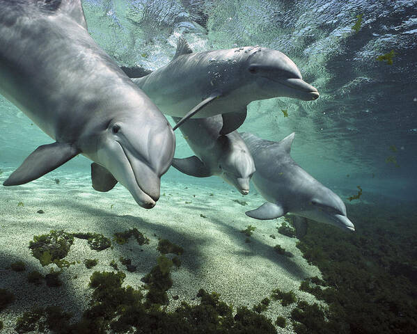 00082400 Poster featuring the photograph Four Bottlenose Dolphins Hawaii by Flip Nicklin