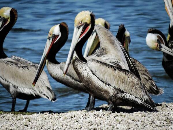 Brown Pelicans Poster featuring the photograph Brown Pelicans preening by Gaelyn Olmsted