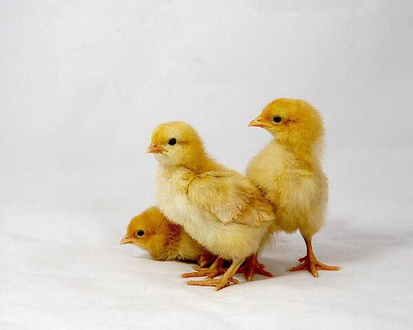 Adorable Poster featuring the photograph Buff Orpington Trio by Richard Reeve