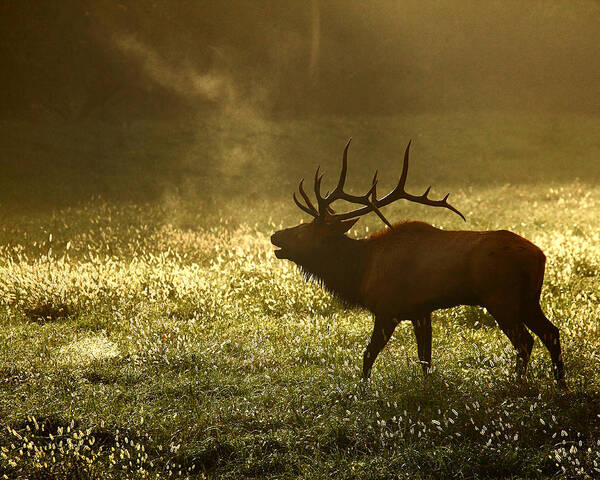 Bull Elk Poster featuring the photograph Bugling Elk in November Sunrise by Michael Dougherty
