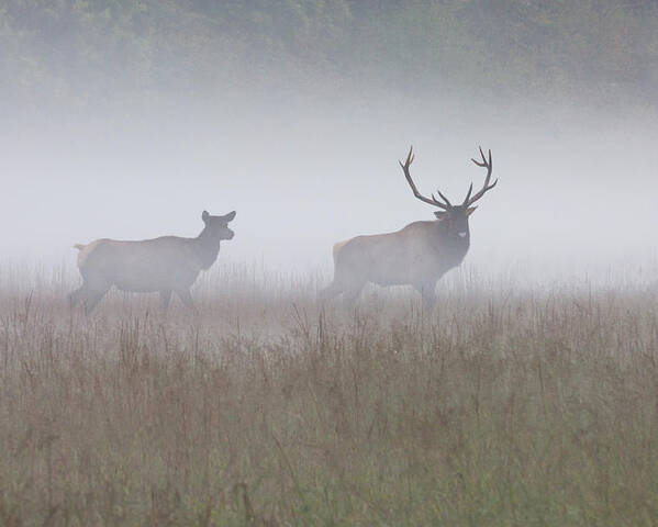 Elk Poster featuring the photograph Bull and Cow Elk in Fog - September 30 2016 by D K Wall