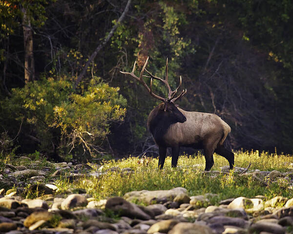 Bull Elk Poster featuring the photograph Bull Elk Checking for Competition by Michael Dougherty
