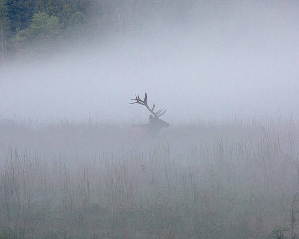 Elk Poster featuring the photograph Bull Elk in Fog - September 30, 2016 by D K Wall