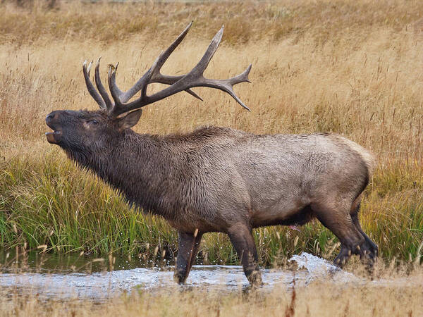 Elk Poster featuring the photograph Bull Elk in Yellowstone by Wesley Aston
