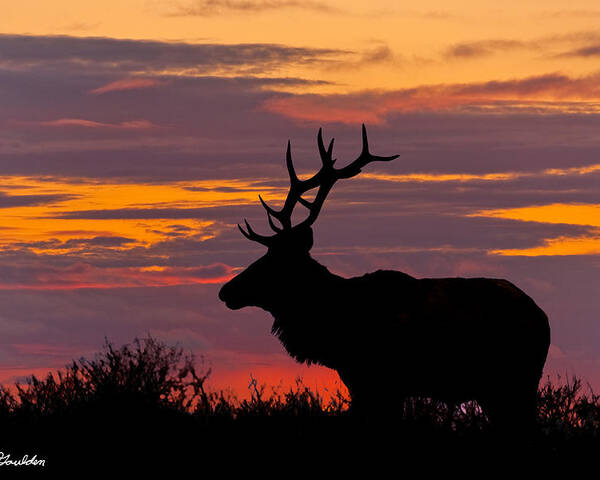 Animal Poster featuring the photograph Bull Tule Elk Silhouetted at Sunset by Jeff Goulden
