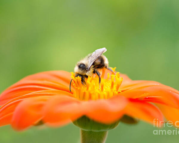Bee Poster featuring the photograph Busy Bee by Susan Garver