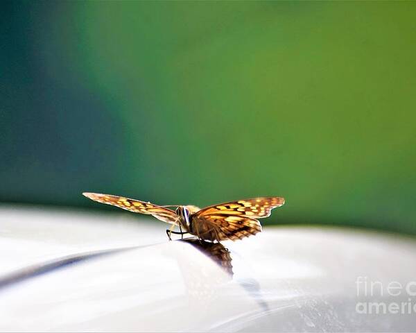 Butterflies Poster featuring the photograph Butterfly on my car5 by Merle Grenz