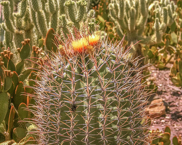 Cactus Poster featuring the photograph Cactus yellowtop by Darrell Foster