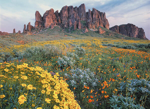 00175967 Poster featuring the photograph California Brittlebush Lost Dutchman by Tim Fitzharris