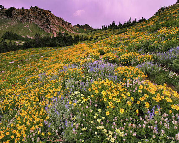 Utah Poster featuring the photograph Cardiff Pass Sunset and Wildflowers - Alta, Utah by Brett Pelletier