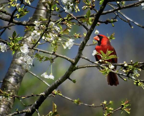 Wildlife Poster featuring the photograph Cardinal Among the Blossoms by John Benedict