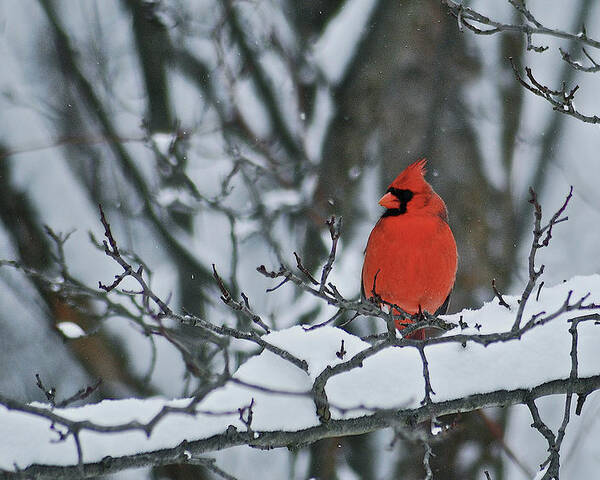 Cardinal Poster featuring the photograph Cardinal and snow by Michael Peychich