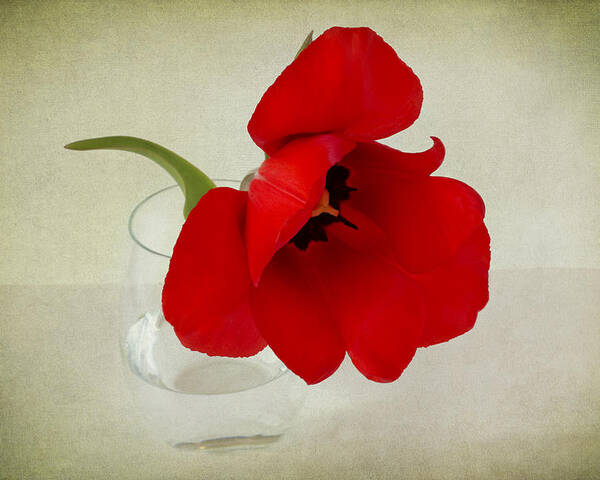 Red Tulip Poster featuring the photograph Carmen by Marina Kojukhova