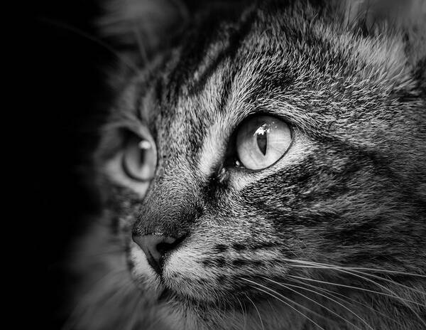 Cat Poster featuring the photograph Cat Stare BW by Rick Deacon