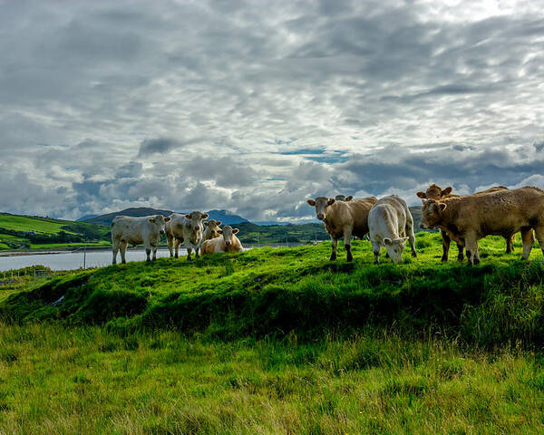 Ireland Poster featuring the photograph Cattle On Pasture In Ireland by Andreas Berthold