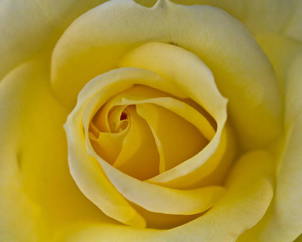 Rose Poster featuring the photograph Centered Beautiful Yellow Rose by Dina Calvarese