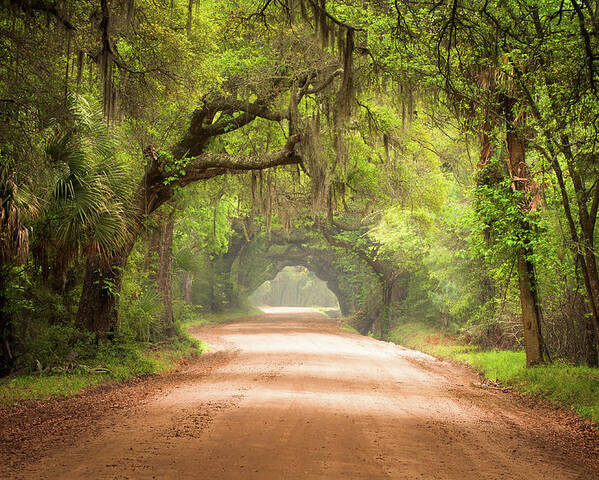 Dirt Road Poster featuring the photograph Charleston SC Edisto Island Dirt Road - The Deep South by Dave Allen