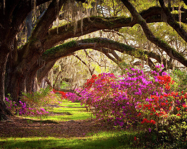 South Poster featuring the photograph Charleston SC Magnolia Plantation Gardens - Memory Lane by Dave Allen