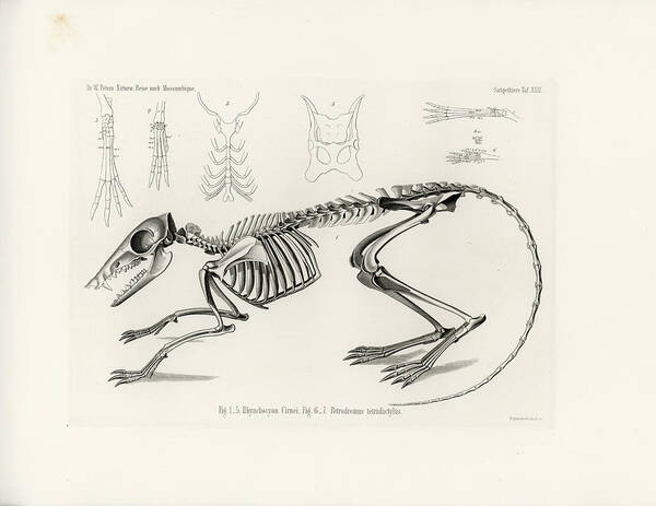 Osteology Poster featuring the drawing Checkered Elephant Shrew skeleton by W Wagenschreiber