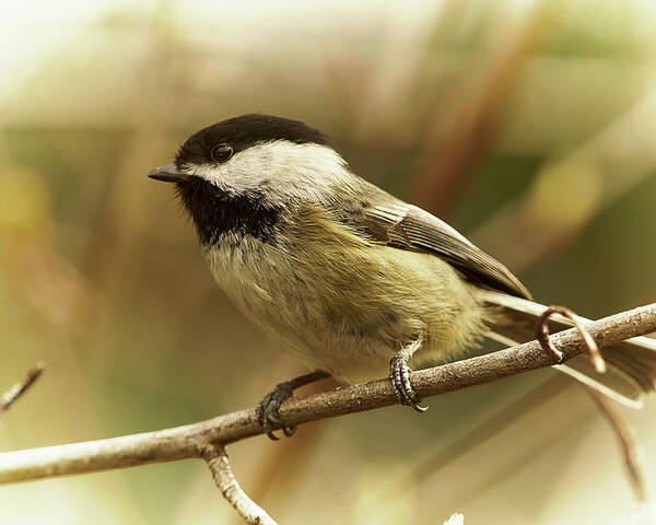 Bird Poster featuring the photograph Chickadee by Loni Collins