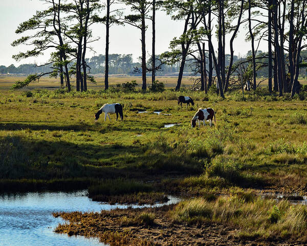 Chincoteague Poster featuring the photograph Chincoteague Ponies by Nicole Lloyd