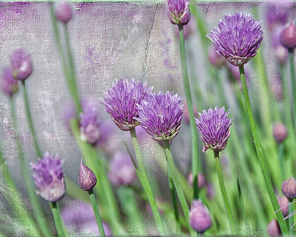 Agriculture Poster featuring the digital art Chives in texture by Debra Baldwin