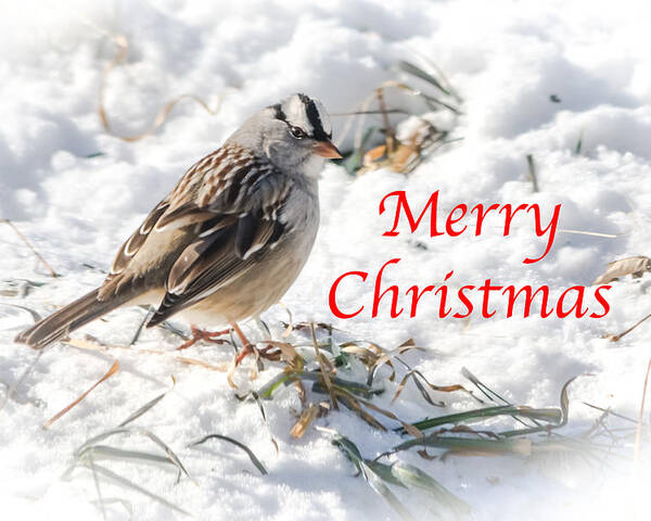 White-crowned Sparrow Poster featuring the photograph Christmas Sparrow by Holden The Moment