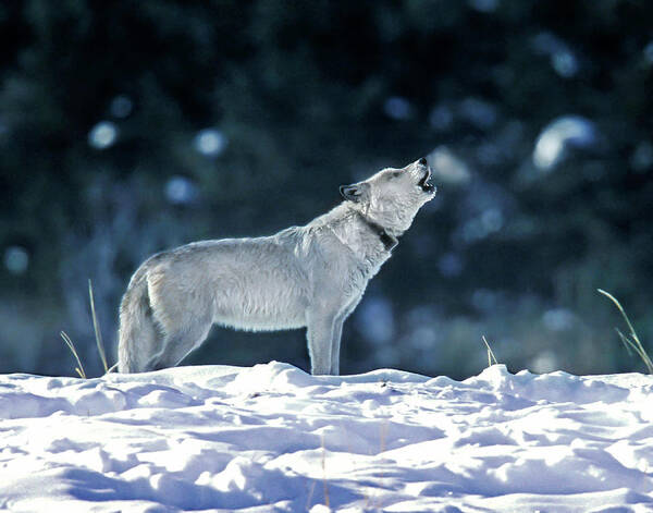 Mark Miller Photos Poster featuring the photograph Cinderella Wolf 42F by Mark Miller