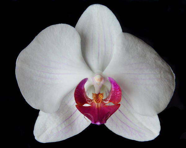 Orchid Poster featuring the photograph Classic White Orchid by Terence Davis