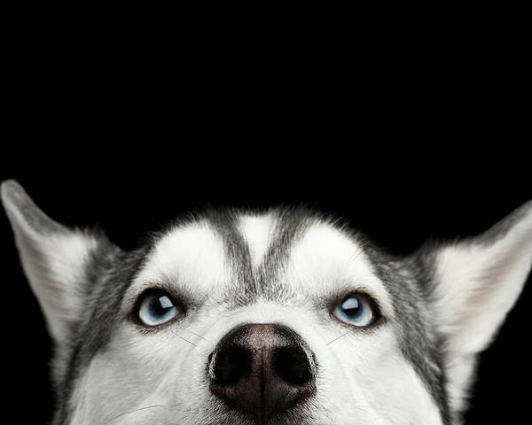 Dog Poster featuring the photograph Close-up Head of peeking Siberian Husky by Sergey Taran