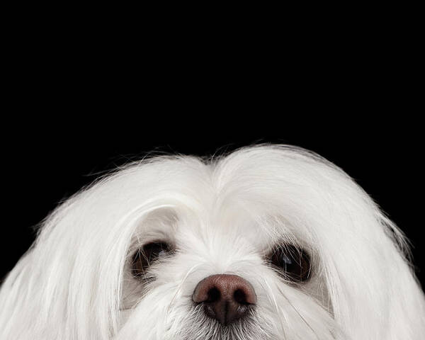 Maltese Poster featuring the photograph Closeup Nosey White Maltese Dog Looking in Camera isolated on Black background by Sergey Taran