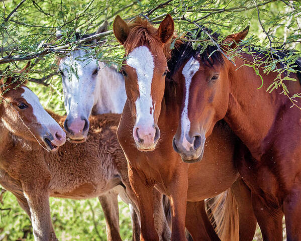 Mesa Poster featuring the photograph Closeup of Herd of Four Wild Horses by Good Focused