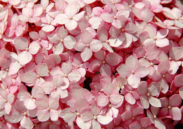 Pink Hydrangea Poster featuring the photograph Closeup of Pink Hydrangea by Allen Nice-Webb