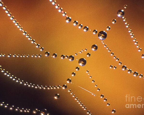 Dew Poster featuring the photograph Cobweb with Dew Drops by Heiko Koehrer-Wagner