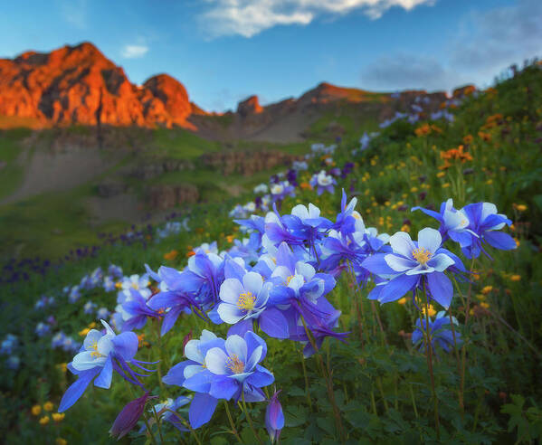 Colorado Poster featuring the photograph Columbine Sunrise by Darren White