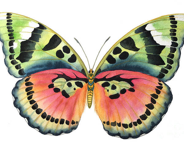 Butterflies Poster featuring the painting Common Pink Forester by Lucy Arnold