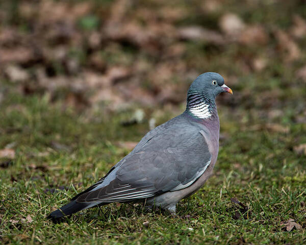 Common Wood Pigeon Poster featuring the photograph Common Wood Pigeon's profile by Torbjorn Swenelius