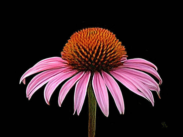 Cone Flower Poster featuring the painting Cone Flower - Rudbeckia by Sue Brehant