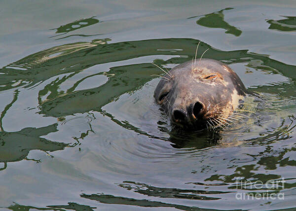 Seal.cape Cod Poster featuring the photograph Contentment by Paula Guttilla