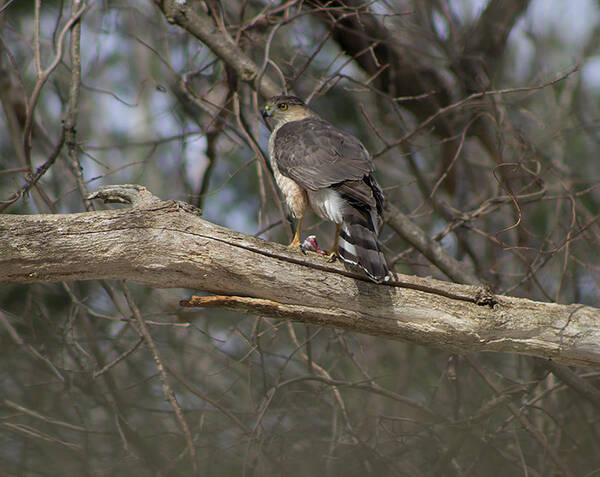 Cooper Hawk Poster featuring the photograph Cooper Hawk by Geoff Jewett