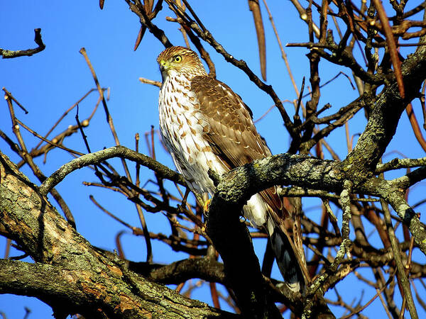 Cooper's Hawk Poster featuring the photograph Cooper's Hawk Keeping Watch by Linda Stern