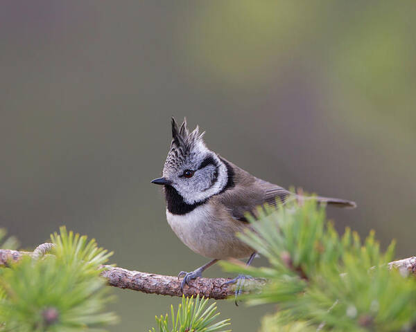 Crested Poster featuring the photograph Crested Tit Pine by Pete Walkden