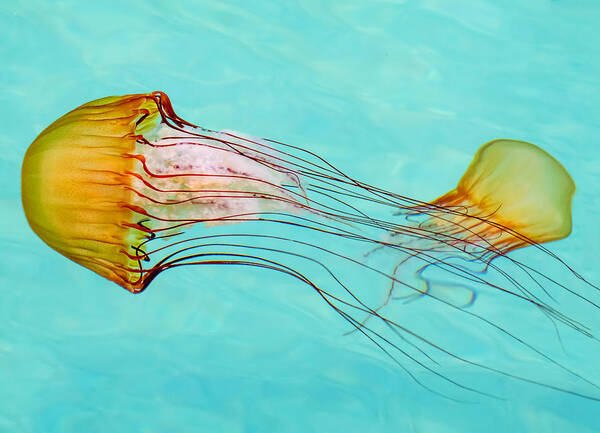 Jelly Fish Poster featuring the photograph Criss Cross by Derek Dean