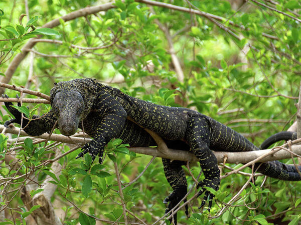 Crocodile Monitor Poster featuring the photograph Crocodile Monitor Up In Tree by Jill Nightingale